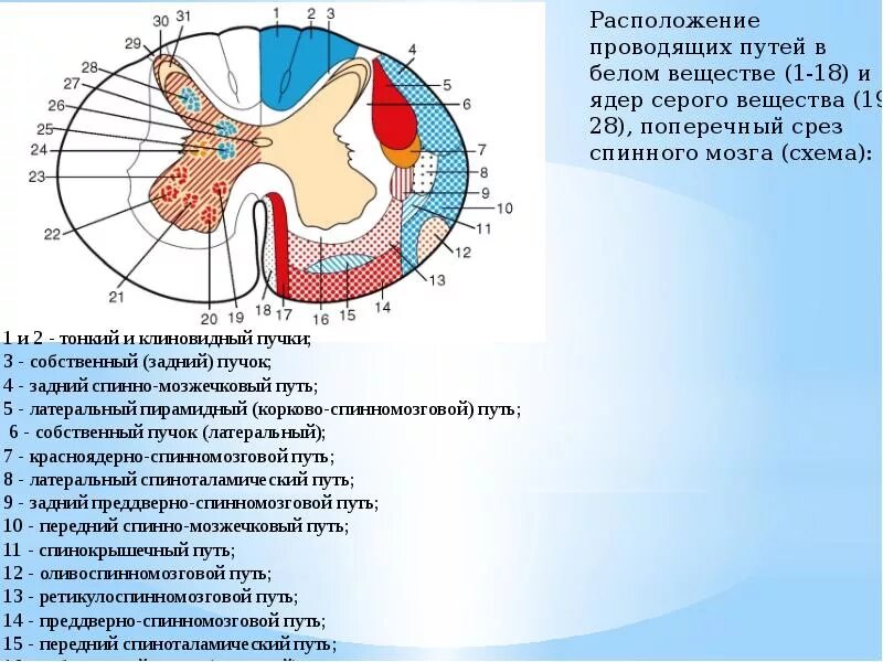 Расположение белого вещества спинного мозга схема Чувствительные ядра спинного мозга