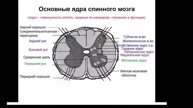 Расположение белого вещества спинного мозга схема Нервная система - смотреть видео онлайн от "Пироги ручной работы" в хорошем каче