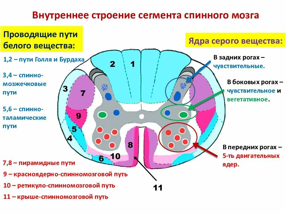 Расположение белого вещества спинного мозга схема Клетки белого вещества