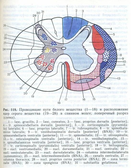 Расположение белого вещества спинного мозга схема Спинной мозг топография