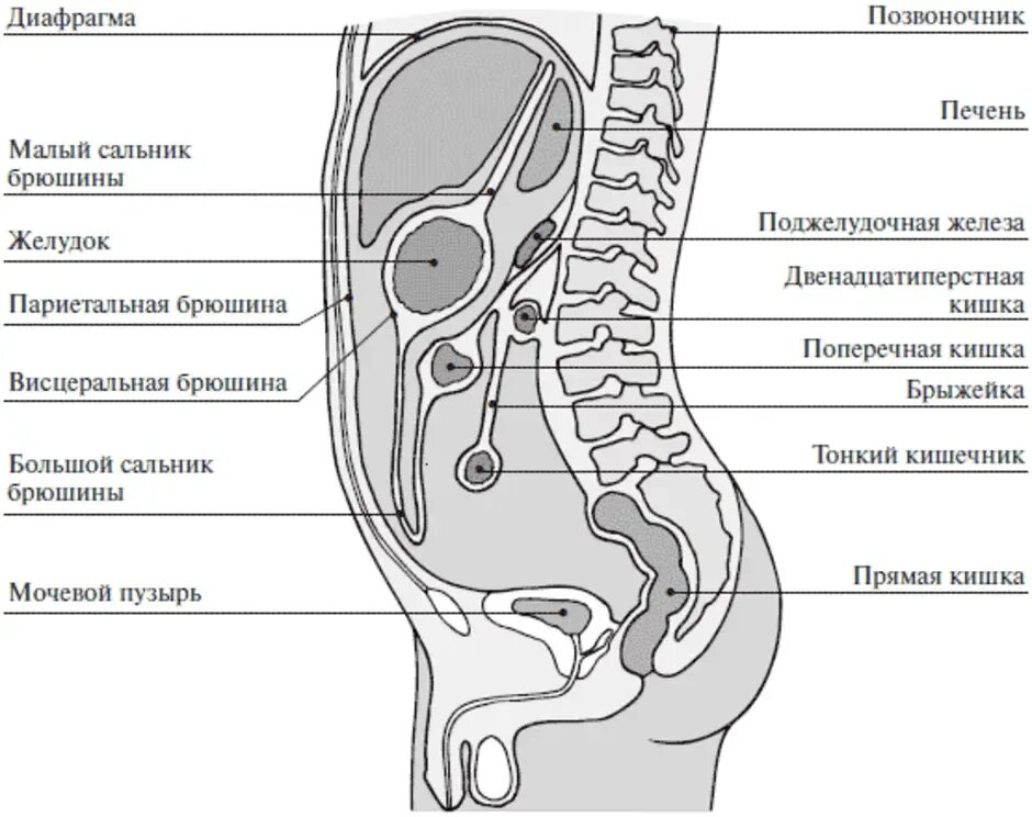 Расположение кишечника у мужчин схема Брюшина анатомия человека рисунок