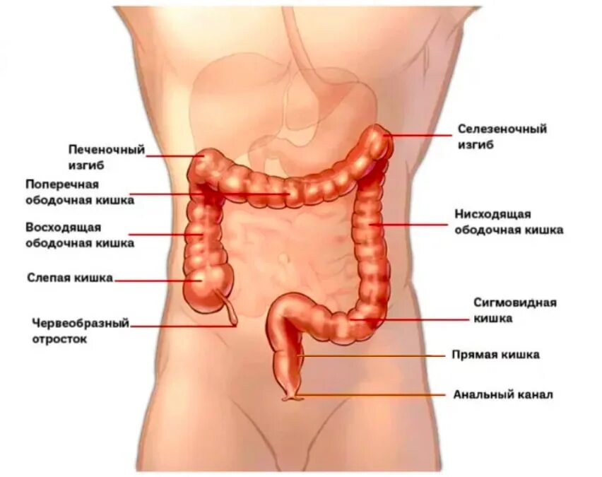 Расположение кишечника у мужчин схема Рак прямой и толстой кишки: первые признаки, симптомы, стадии, лечение