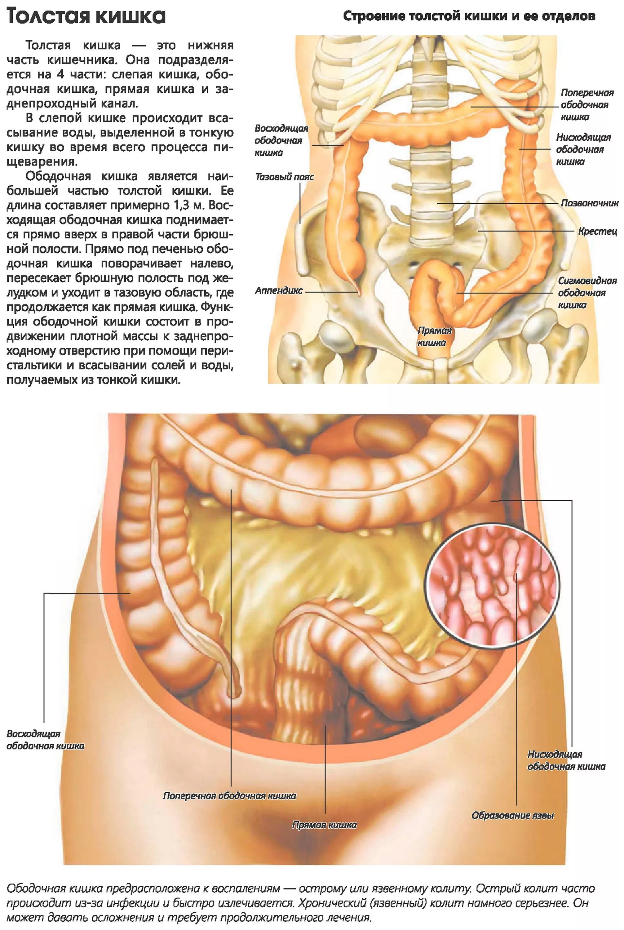 Расположение кишечника у мужчин схема Картинки ФОТО РАСПОЛОЖЕНИЯ КИШЕЧНИКА У ЖЕНЩИНЫ