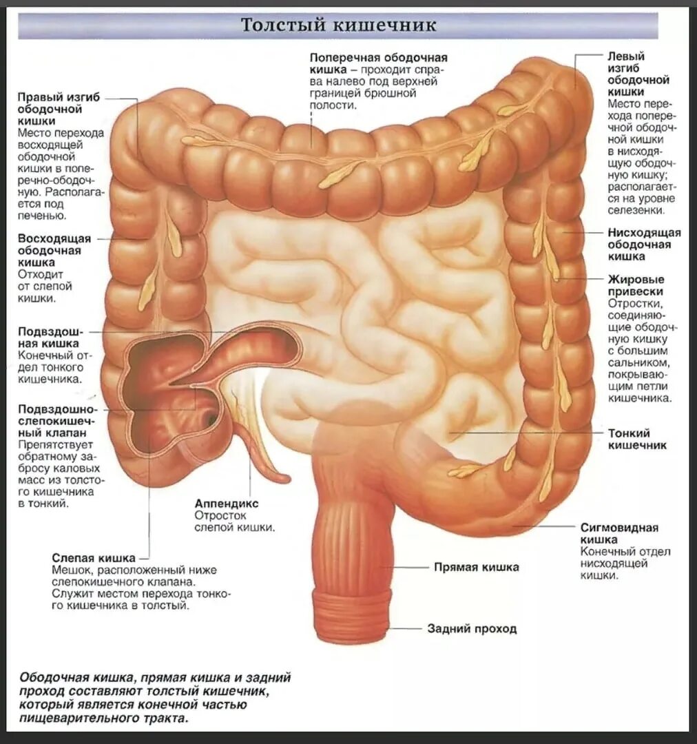 Расположение кишечника у мужчин схема #1690 post - Конспекты по Биологии (@conspecti)