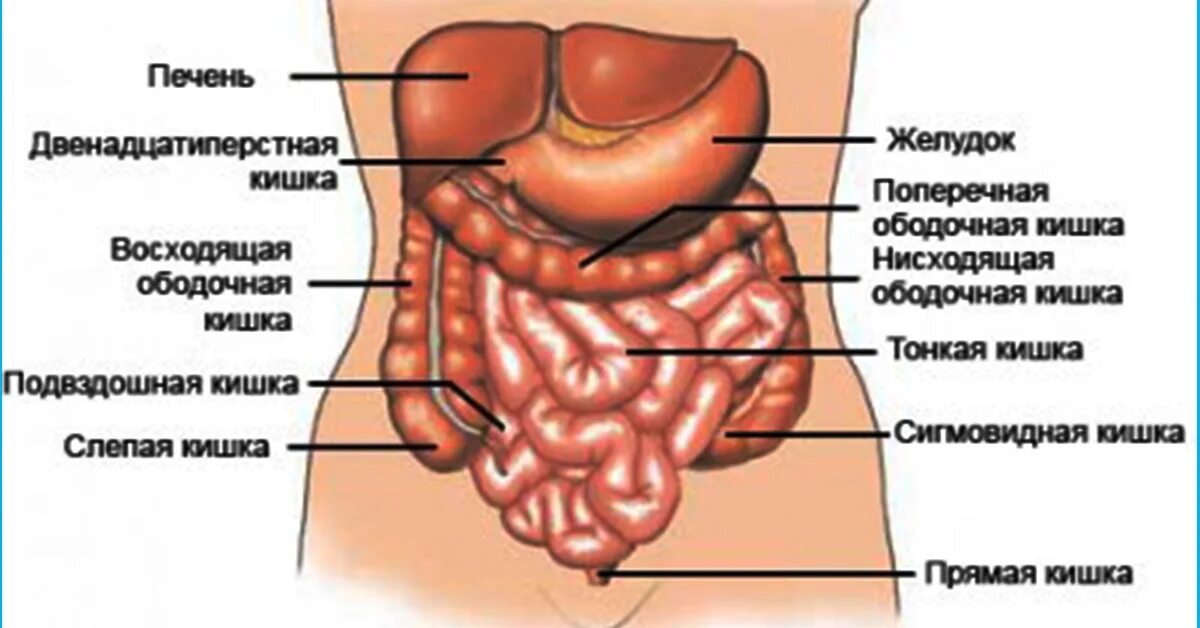 Расположение кишечника у мужчин схема Психосматика. Кишечник - Психолог Елена Мусинова