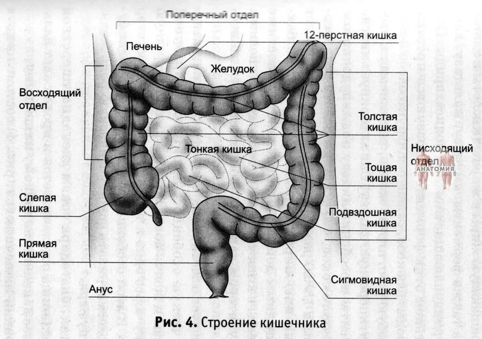 Расположение кишечника у мужчин схема Чем отличаются отделы кишечника? Если кто-то думал, что кишечник это один орган 