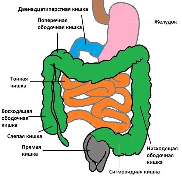 Расположение кишечника у мужчин схема Острая кишечная непроходимость Острая кишечная непроходимость - это опасное для 