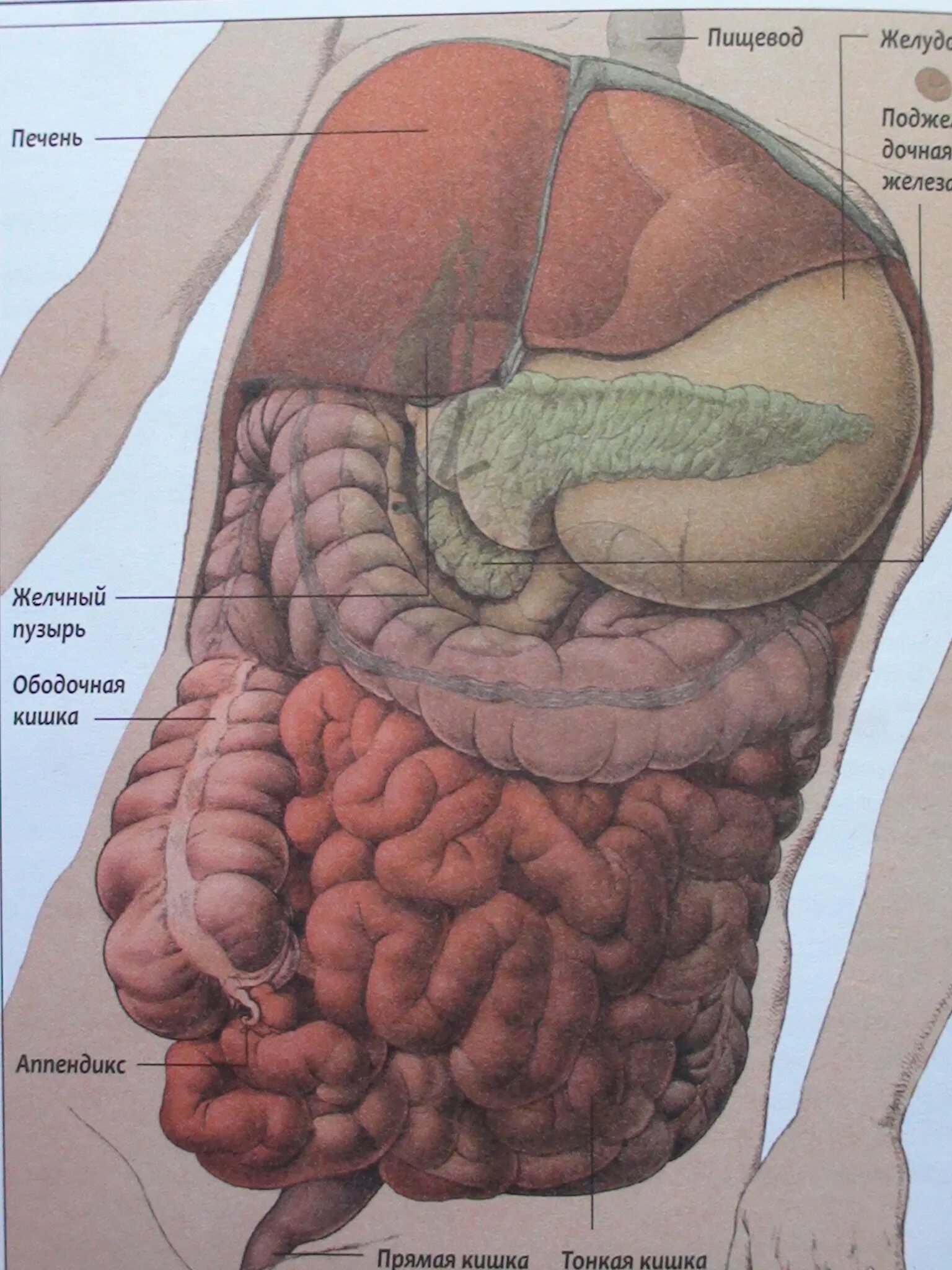 Расположение кишечника у мужчин схема Где находится брюшная полость у человека: найдено 84 изображений
