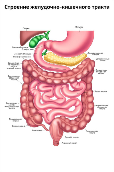 Расположение кишок у человека схема Плакат обучающий А2 ламинир. Строение желудочно-кишечного тракта и пищеварительн