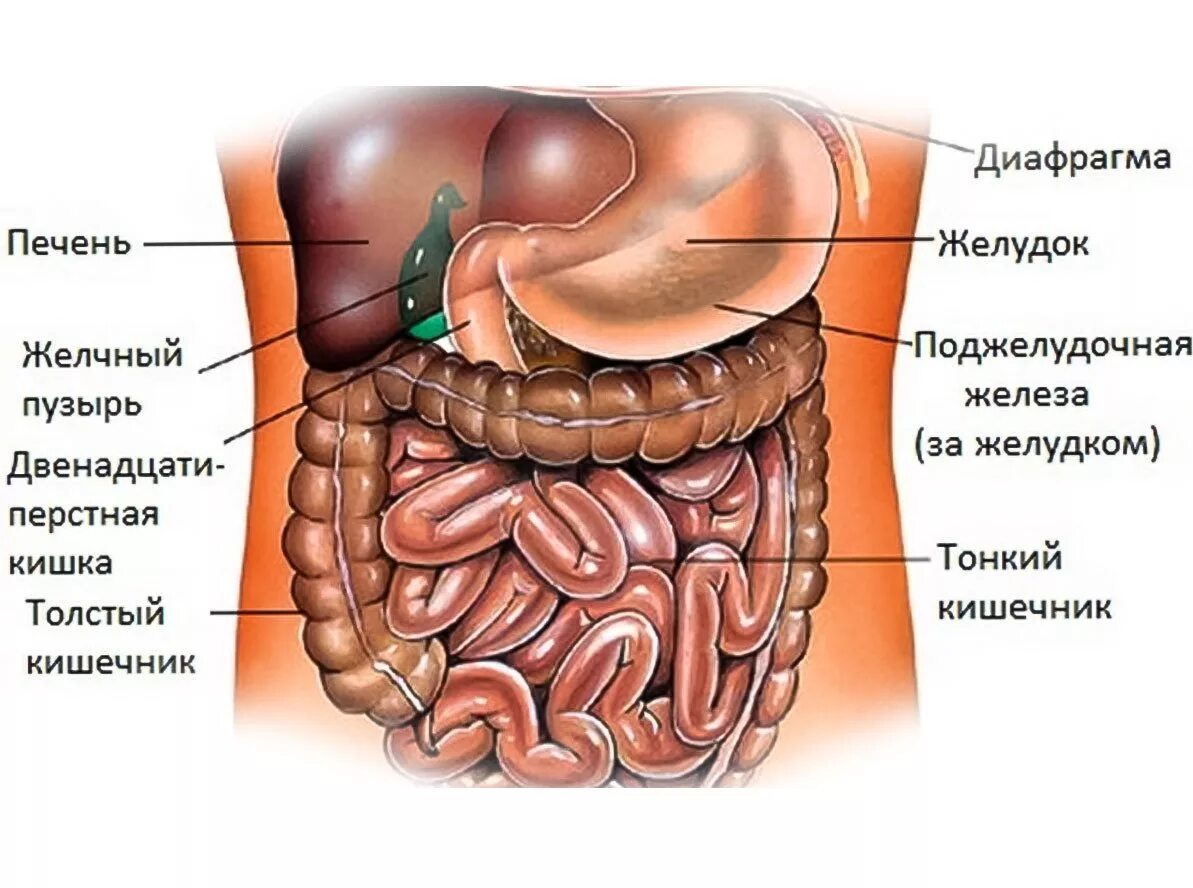 Расположение кишок у человека схема Кишечник где находится и как болит: найдено 83 изображений