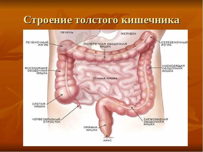 Расположение кишок у человека схема Рисунок кишечника и толстой кишки у человека