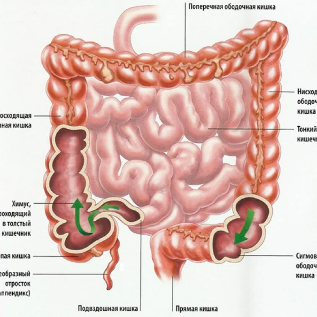 Расположение кишок у человека схема Толстый кишечник Блог на FITOSAUNA.RU