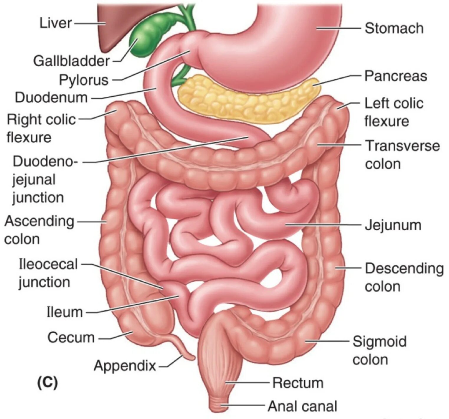 Расположение кишок у человека схема The large intestine has 3 primary functions: absorbing water and electrolytes, p