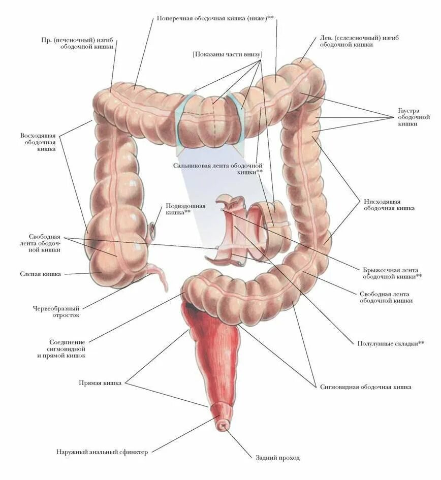 Расположение кишок у человека схема Ректосигмоидный отдел кишки где находится