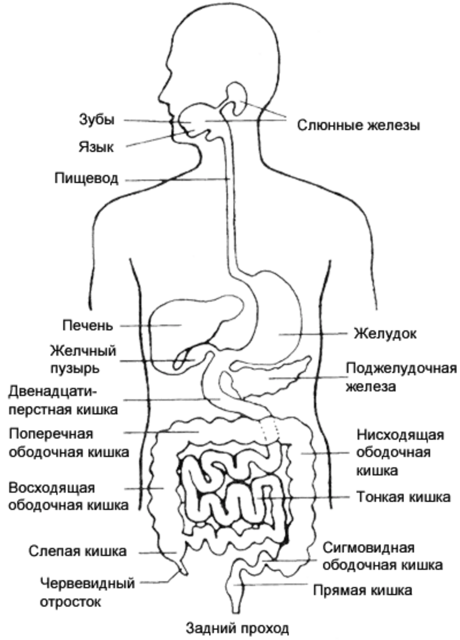 Расположение кишок у человека схема Жкт отделы кишечника