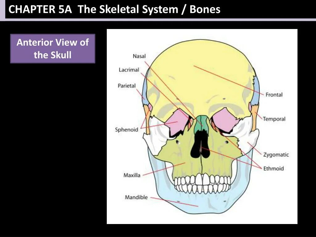 Расположение костей черепа схема PPT - CHAPTER 5A The Skeletal System PowerPoint Presentation, free download - ID