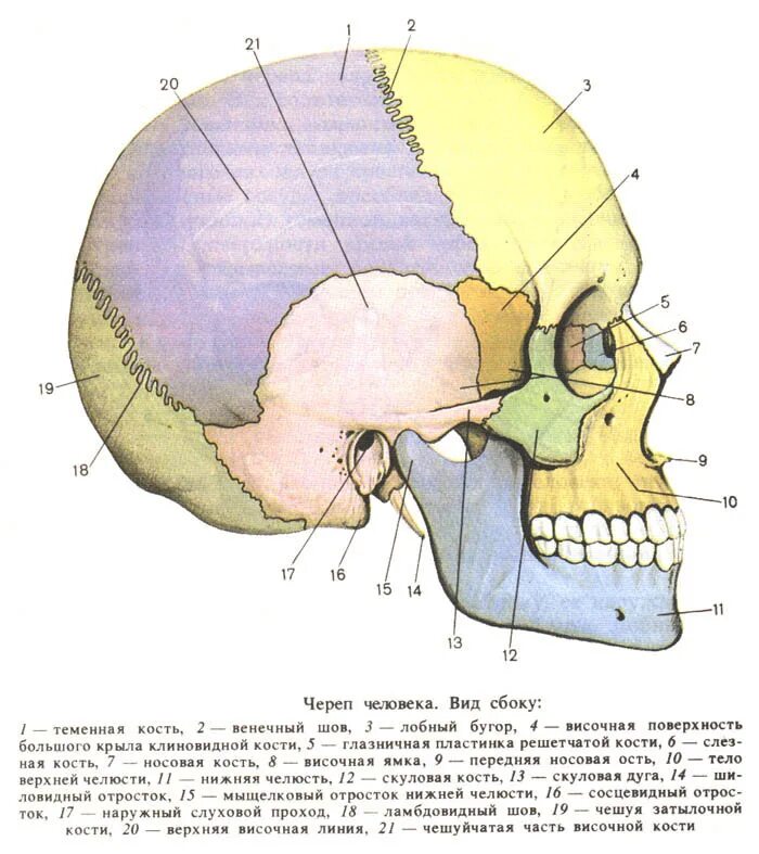 Расположение костей черепа схема Лабораторная работа № 4 Тема: Кости черепа. Топография черепа. Соединение костей