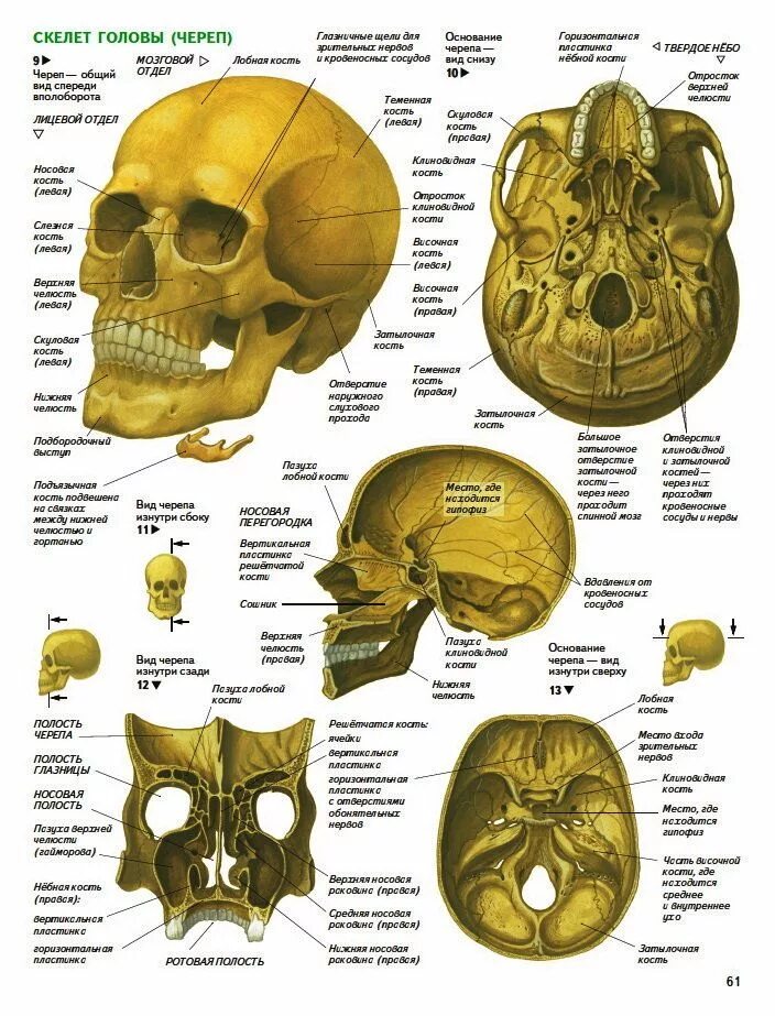 Расположение костей черепа схема Пин от пользователя June Air на доске Черепки Анатомия, Анатомия человека, Техни