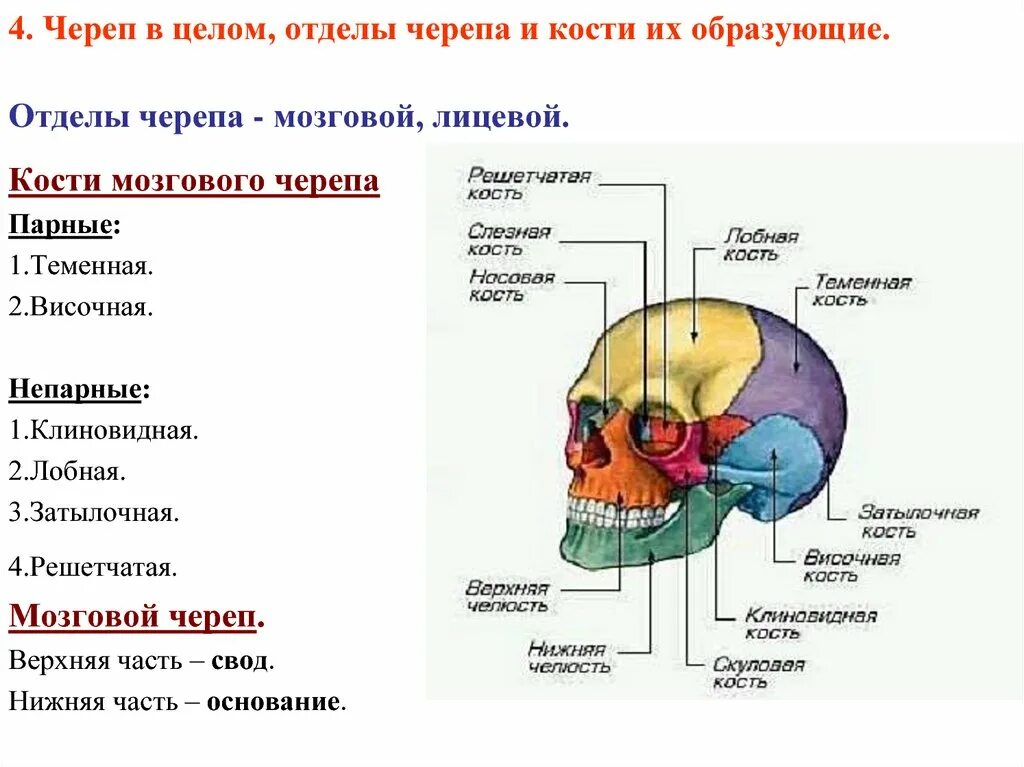 Расположение костей черепа схема Мозговой череп образует костей