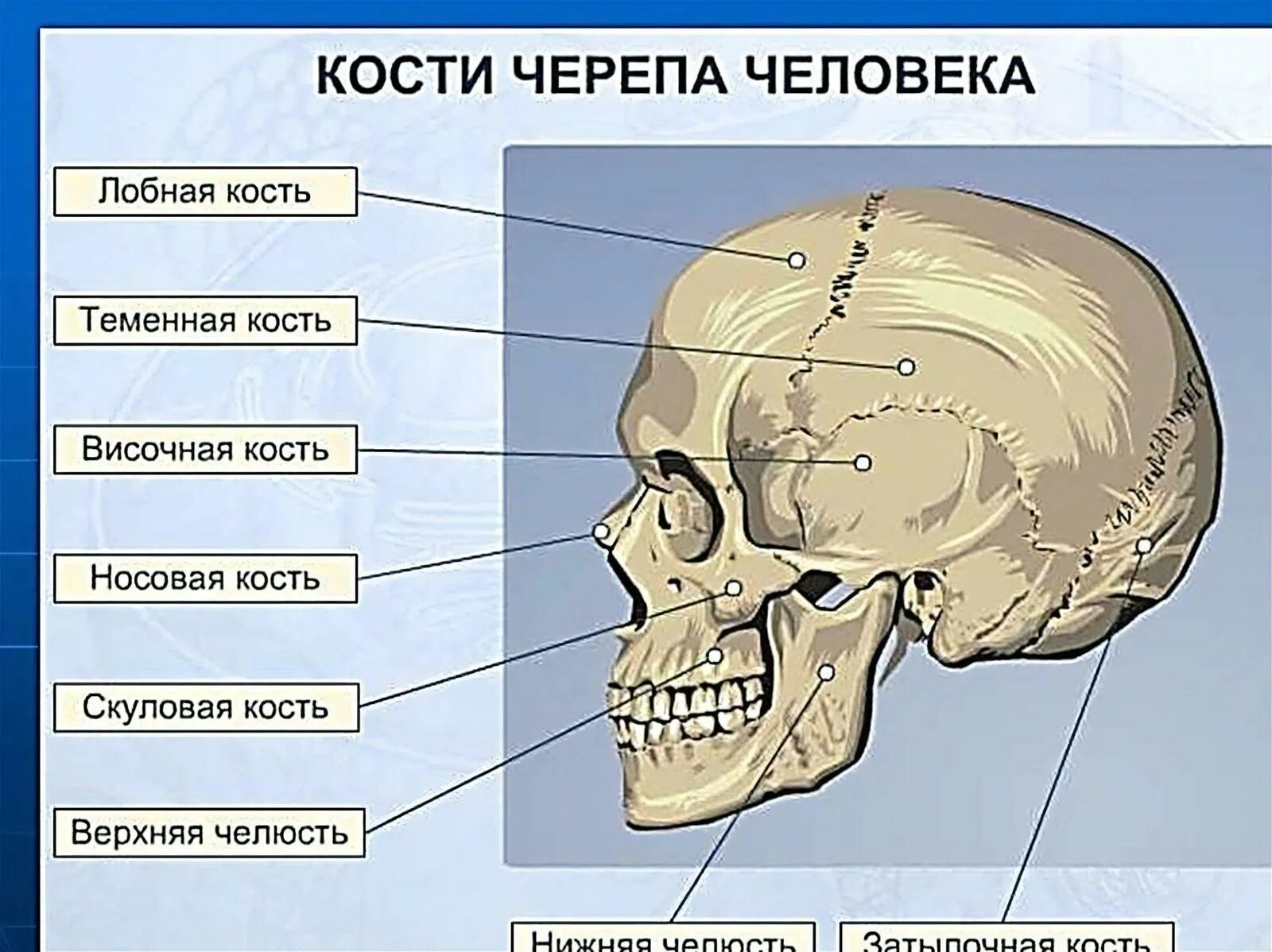 Расположение костей черепа схема Головной отдел скелета