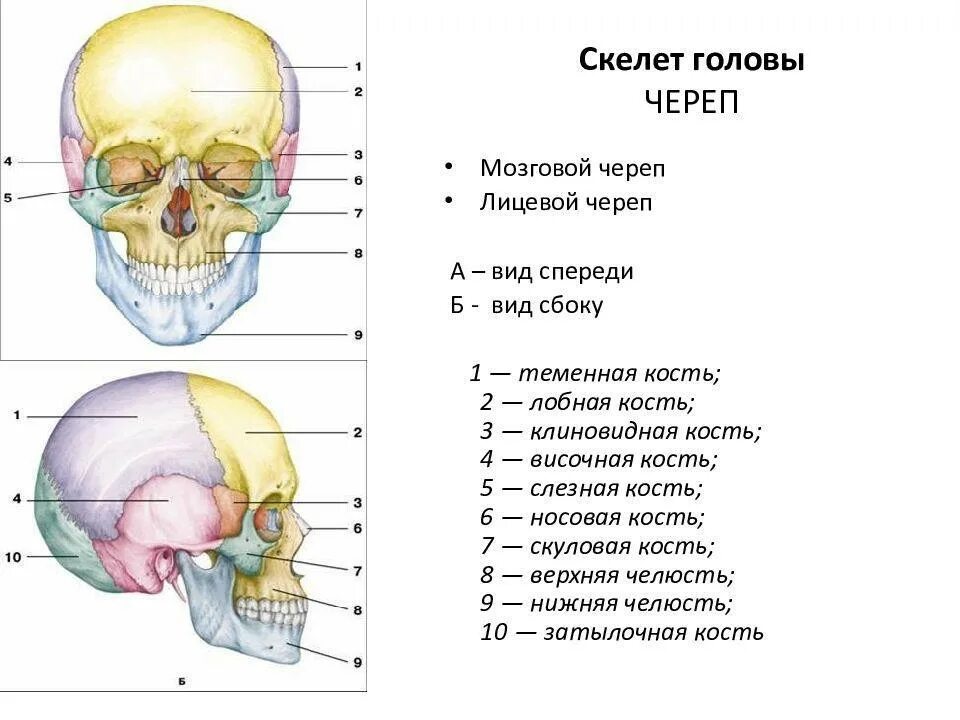 Лицевой отдел черепа состоит