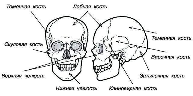 Расположение костей черепа схема Теория по анатомии и физиологии