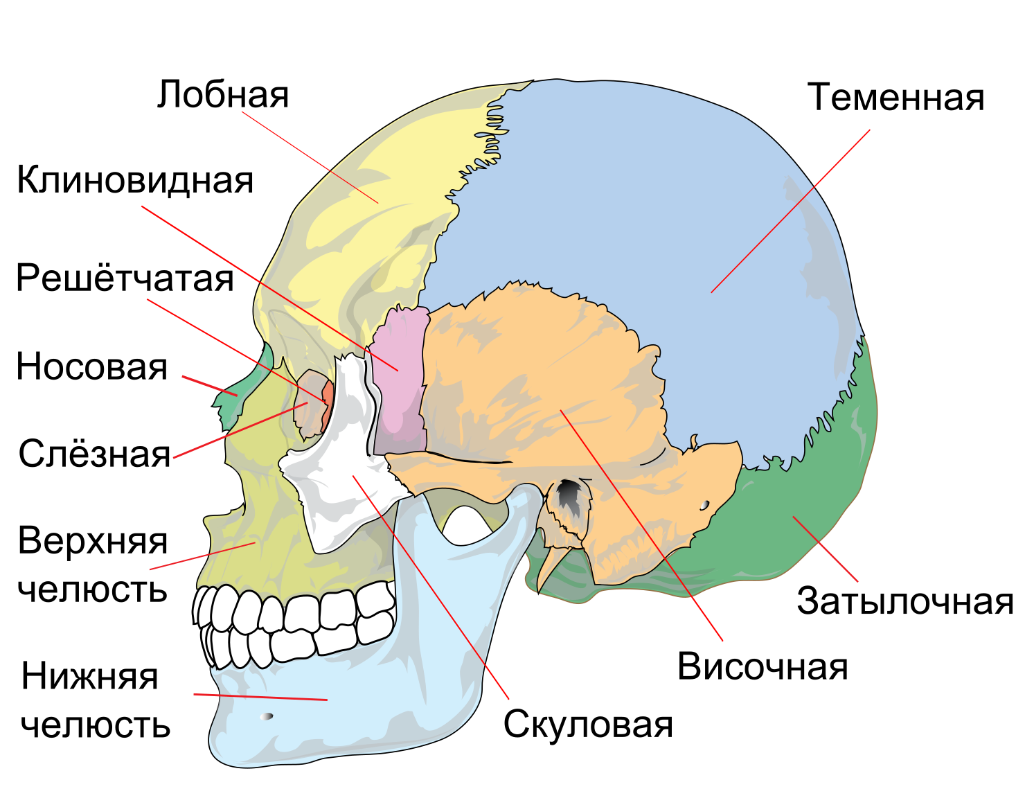 Расположение костей черепа схема Файл:Human skull side simplified (bones) ru.svg - Вікіпедія