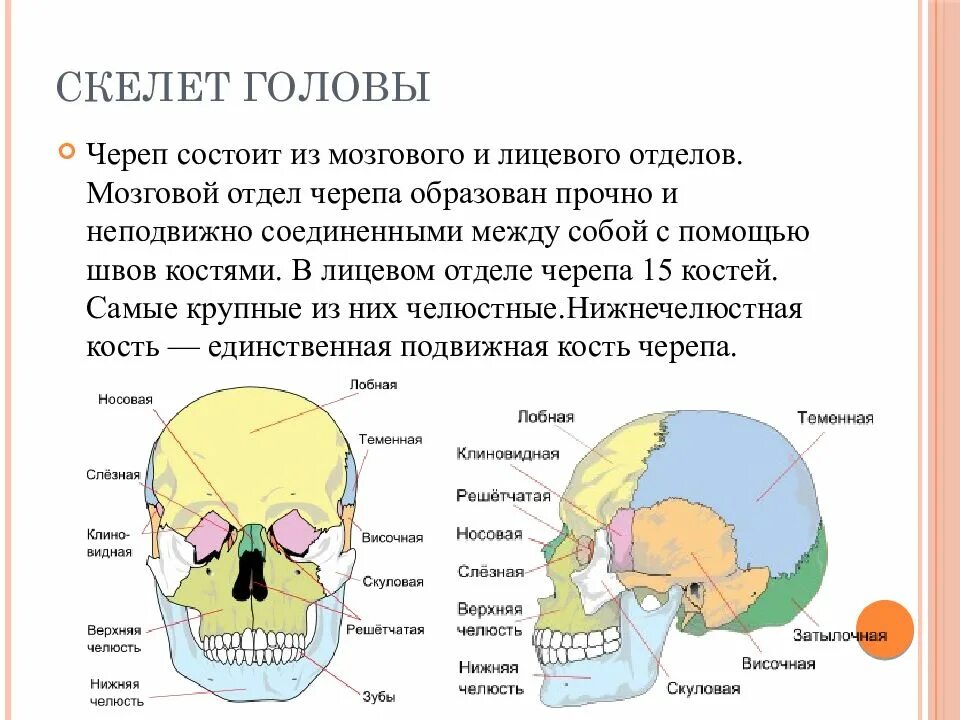 Расположение костей черепа схема Лицевой отдел черепа состоит