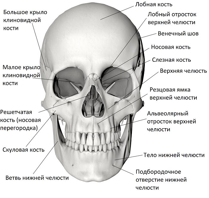 Расположение костей черепа схема Череп человека. Онлайн анатомия черепа.. Анатомия, Череп, Биология