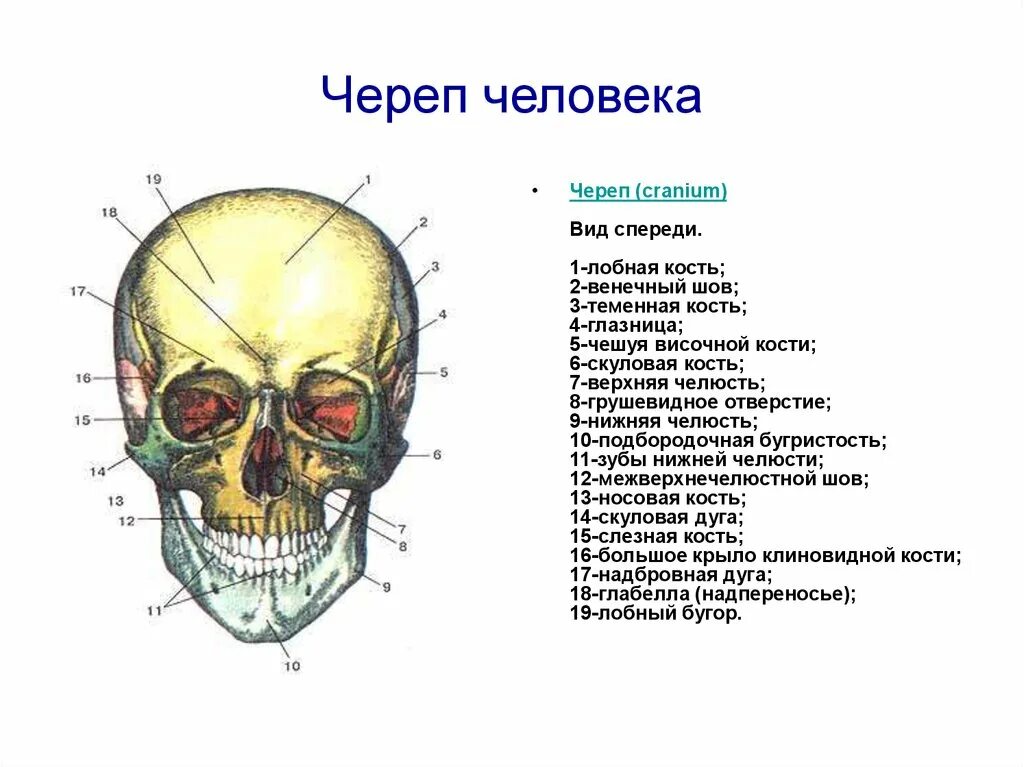 Расположение костей черепа схема Картинки 1 ФУНКЦИИ ЧЕРЕПА