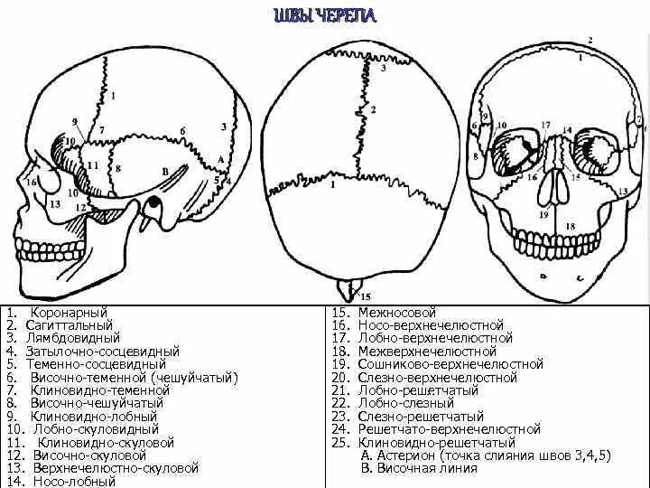 Расположение костей черепа схема Тип соединения лобной и височной костей
