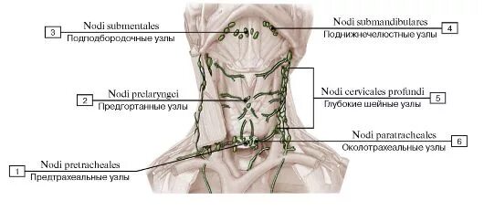 Расположение лимфоузлов на шее человека схема ЛИМФОИДНАЯ СИСТЕМА (ОРГАНЫ КРОВЕТВОРЕНИЯ И ИММУННОЙ СИСТЕМЫ)