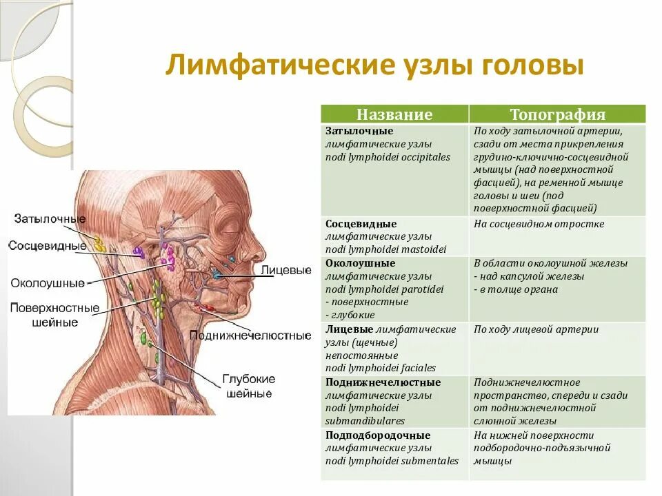 Расположение лимфоузлов на шее человека схема Картинки УВЕЛИЧЕНИЕ ЗАДНЕШЕЙНЫХ ЛИМФАТИЧЕСКИХ УЗЛОВ