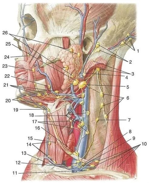 Расположение лимфоузлов на шее спереди схема Картинки РАЗМЕРЫ ШЕЙНЫХ ЛИМФАТИЧЕСКИХ УЗЛОВ