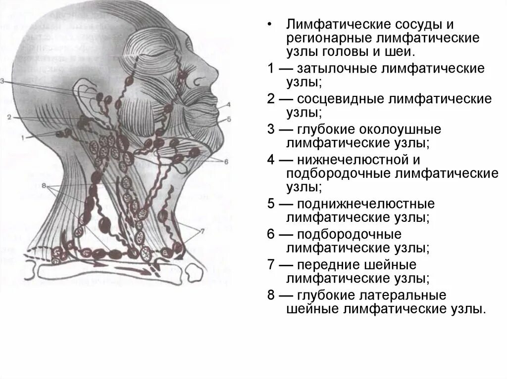 Расположение лимфоузлов на шее спереди схема Лимфоузлы на шее расположение: найдено 78 изображений