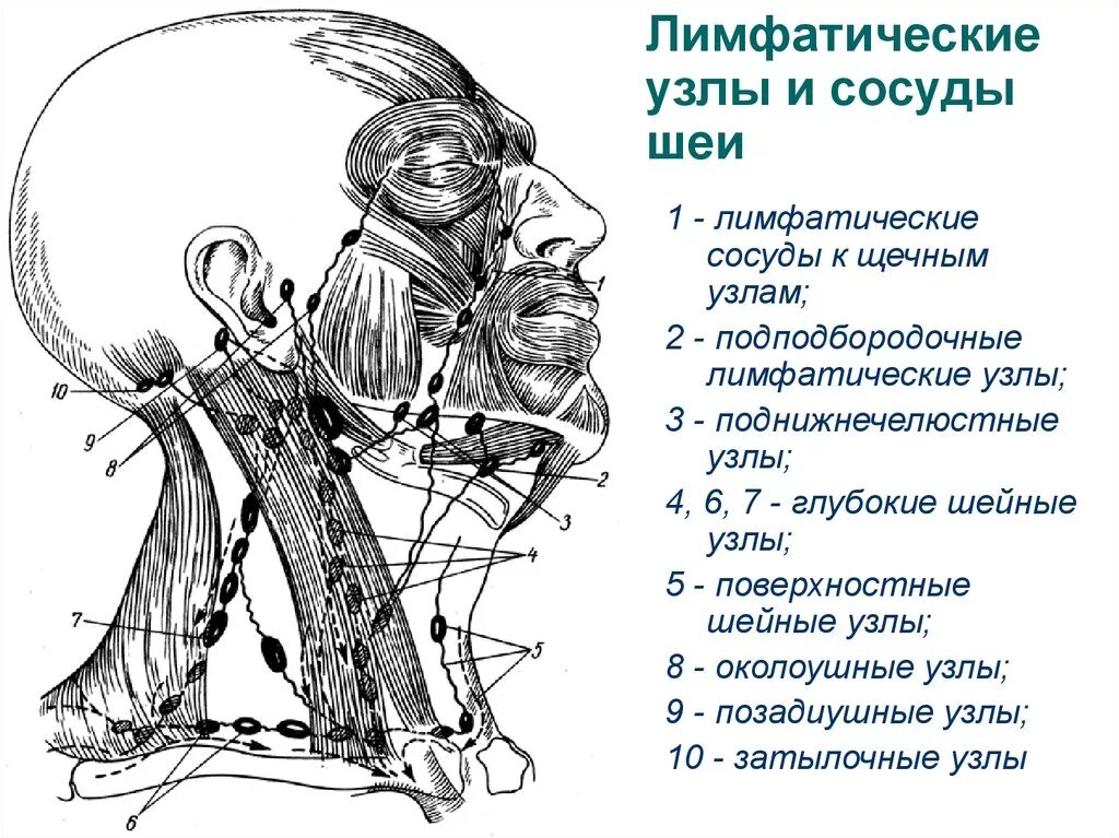 Расположение лимфоузлов на шее спереди схема Регионарные лимфатические узлы схема