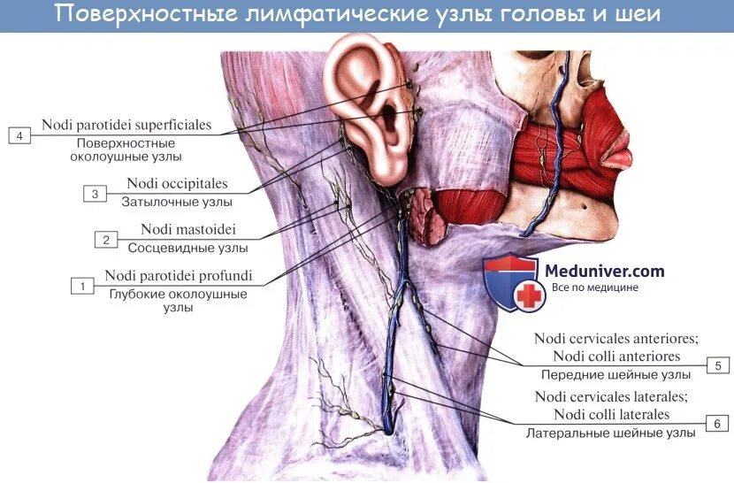 ЛИМФОИДНАЯ СИСТЕМА (ОРГАНЫ КРОВЕТВОРЕНИЯ И ИММУННОЙ СИСТЕМЫ)