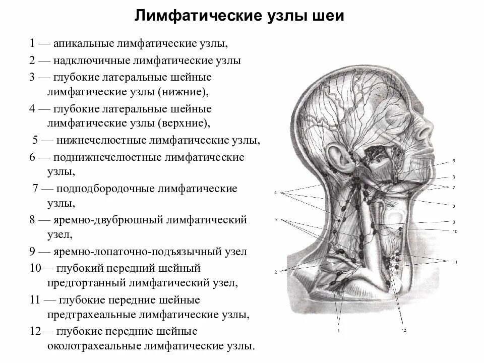 Расположение лимфоузлов на шее спереди схема Шейные лимфоузлы кт схема