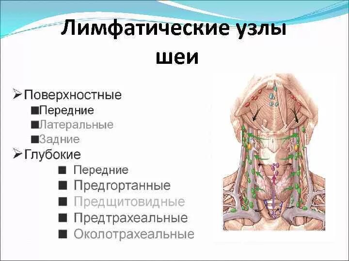 Расположение лимфоузлов на шее спереди схема Заглоточные лимфатические узлы