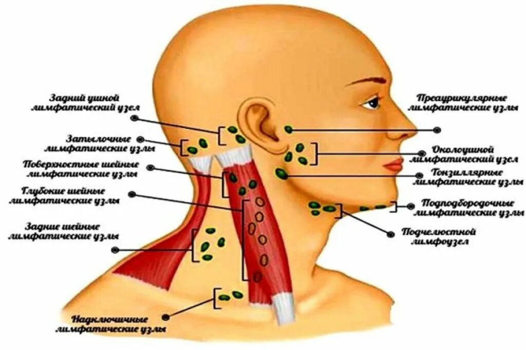 Расположение лимфоузлов на шее спереди схема Лимфоузлы слева