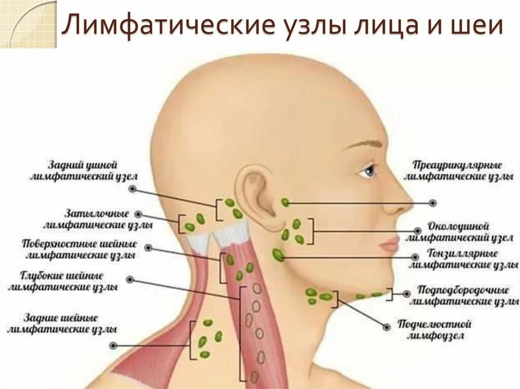 Расположение лимфоузлов на шее спереди схема Pin on Косметология