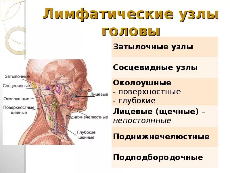 Расположение лимфоузлов на шее спереди схема Лимфоузлы на голове расположение у взрослого