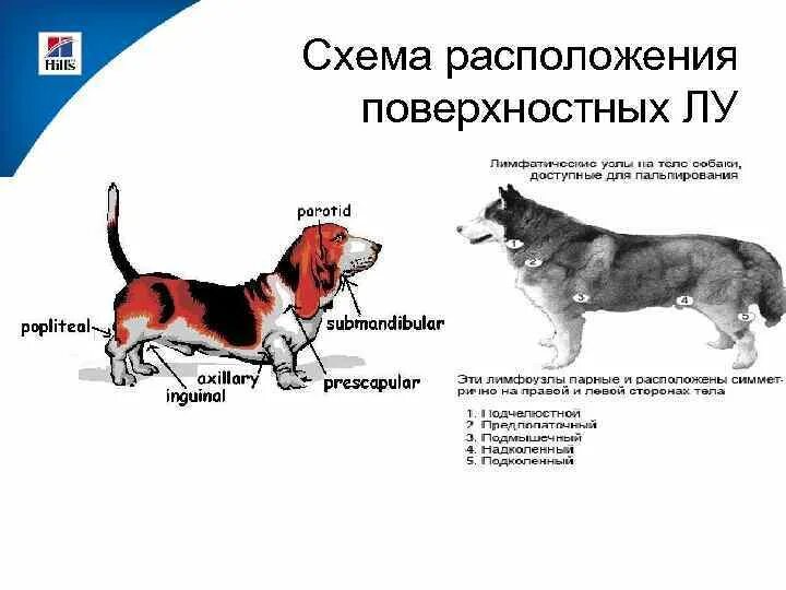 Расположение лимфоузлов у собаки схема Лимфатические узлы у собак