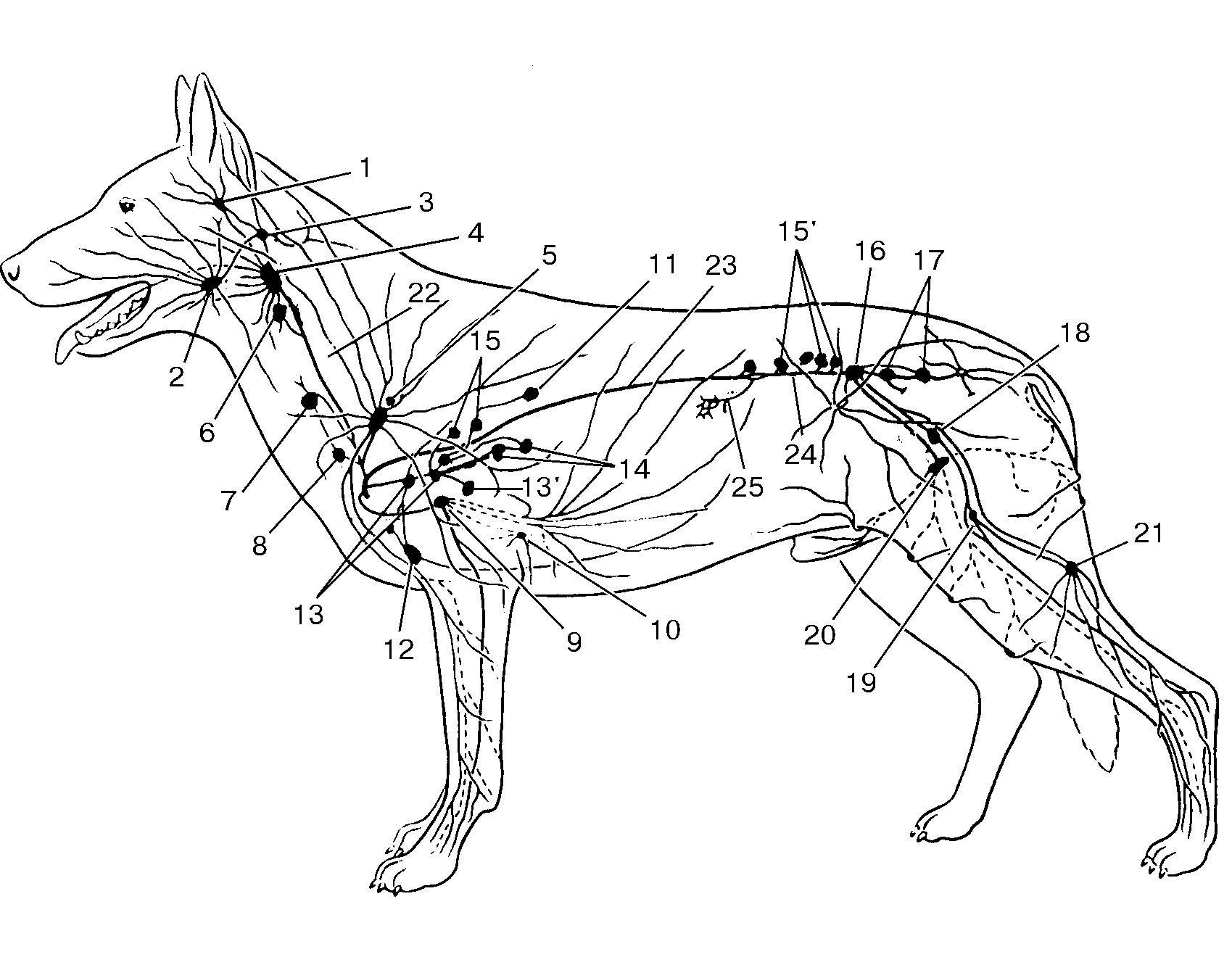 Расположение лимфоузлов у собаки схема Лимфатические узлы домашних млекопитающих и их видовые особенности