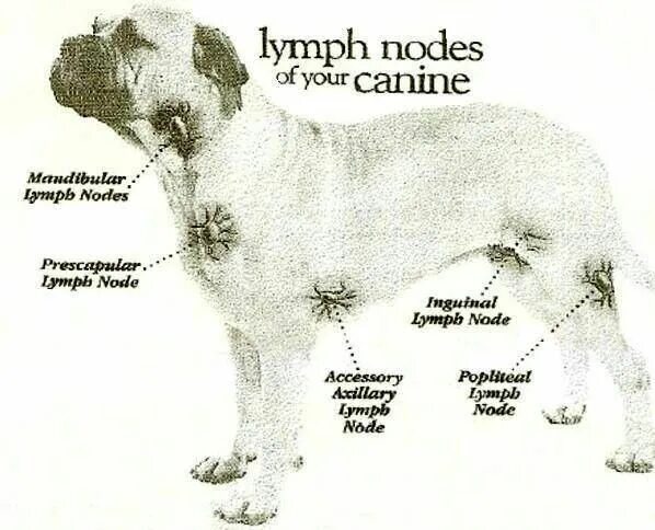 Расположение лимфоузлов у собаки схема Canine Lymph Nodes Vet assistant, Dog anatomy, Vet medicine