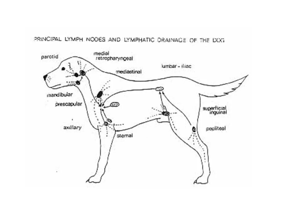 Расположение лимфоузлов у собаки схема LYMPHATIC SYSTEM Chapter LYMPHATIC SYSTEM LYMPH - Excess tissue fluid and fluid 