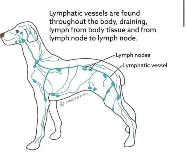 Расположение лимфоузлов у собаки схема Лимфатические узлы собаки 2022 Паша Филиппов ВКонтакте