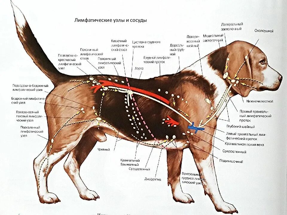 Расположение лимфоузлов у собаки схема Картинки ЛИМФАТИЧЕСКАЯ СИСТЕМА СОБАКИ