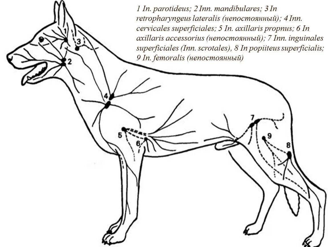 Расположение лимфоузлов у собаки схема Вакцинация животных