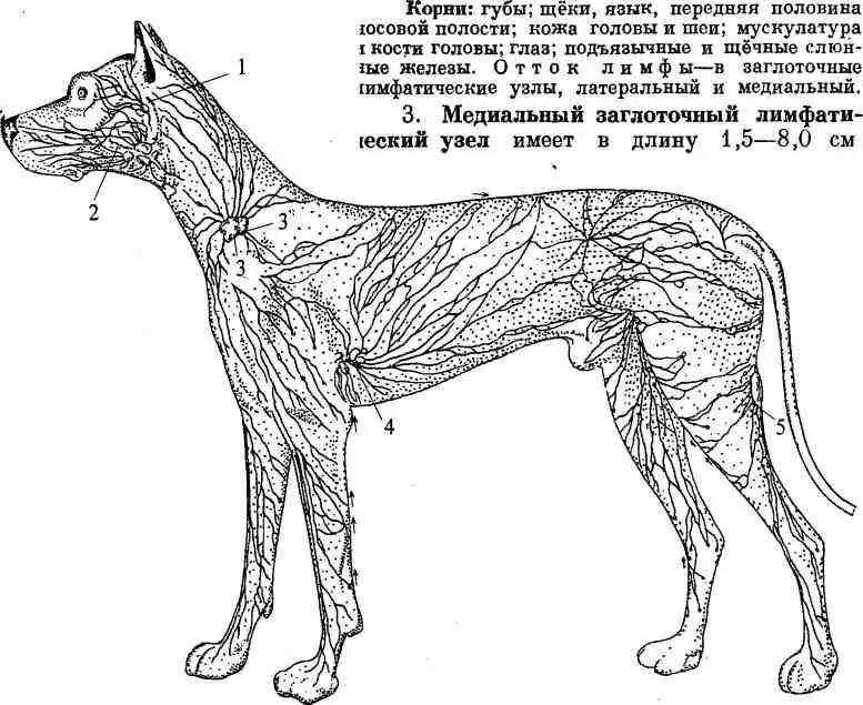 Расположение лимфоузлов у собаки схема Лимфатические сосуды у свиней